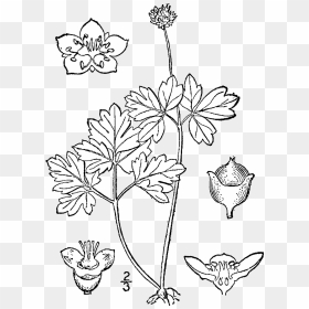 Draw Adoxa Moschatellina, HD Png Download - drawing png