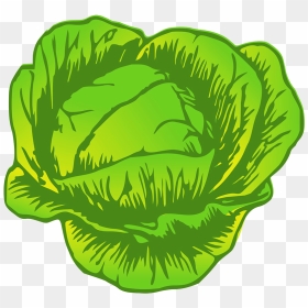 Cabbage Drawing - Cabbage Clipart Black And White, HD Png Download - drawing png