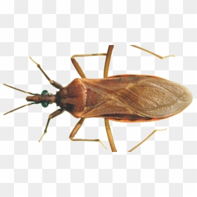 Brown Bug Png Clipart Background - Bugs That Look Like Cockroaches Ontario, Transparent Png - bug png