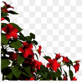 Overlay, Render, Red Flower Png And Flower Png - Red Rose Bush Transparent, Png Download - red flower png