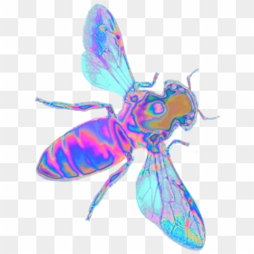 Transparent Insect Wings Png - Insect, Png Download - bug png