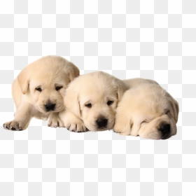 Dog , Png Download - Puppies Png, Transparent Png - puppies png