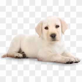 Cute Golden Retriever Puppies Png - Puppy Png, Transparent Png - puppies png