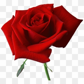 Red Rose On Transparent Background, HD Png Download - red flower png