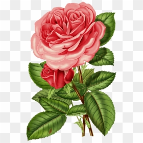 Pink Rose Clipart - Beautiful Flower Good Night, HD Png Download - rose clipart png