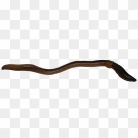 Earthworm Worm Png - Slender Blind Snake, Transparent Png - worm png