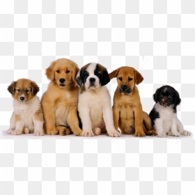 Puppies Png Photo - Pet Dog, Transparent Png - puppies png