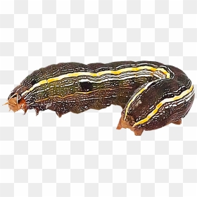 Transparent Worms Yard - Army Worms Transparent Background, HD Png Download - worm png