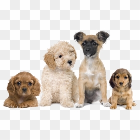 Puppies Transparent Background Png - Puppies Png Transparent, Png Download - puppies png