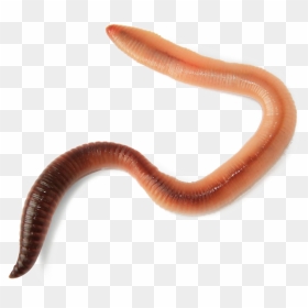 Worm Transparent, HD Png Download - worm png