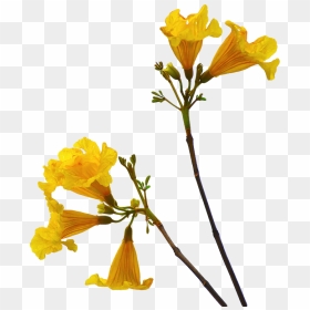 Flowers Png With Stem, Transparent Png - yellow flower png