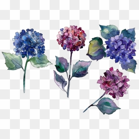 Hydrangea Png Photo - Painted Flowers, Transparent Png - hydrangea png
