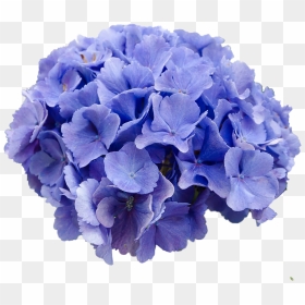 Hydrangea Png Transparent Image - Transparent Background Hydrangea Flower, Png Download - hydrangea png