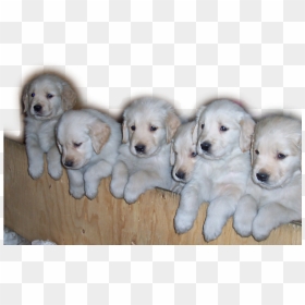 Golden Retriever Puppies Png , Png Download - Companion Dog, Transparent Png - puppies png