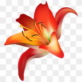 Red Flower Png Clip Art Transparent Image - Orange Lily, Png Download - red flower png
