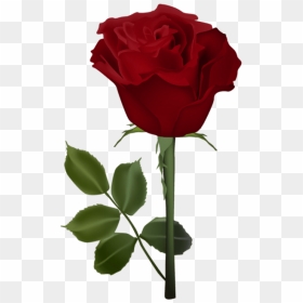 Red Roses Clipart - Dil Gulab Ka Phool, HD Png Download - rose clipart png