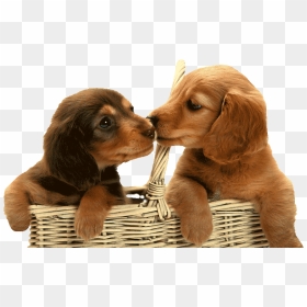 Transparent Puppies Png - Basket Of Puppies Png, Png Download - puppies png