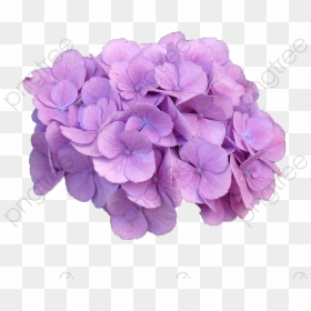 Purple Hydrangea Png, Transparent Png - hydrangea png