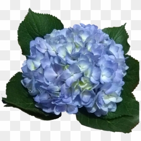 Hydrangeas Legacy Light, HD Png Download - hydrangea png