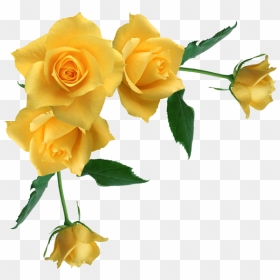 Yellow Rose Flower Free Png Transparent Images Free - Yellow Roses Transparent Background, Png Download - yellow flower png