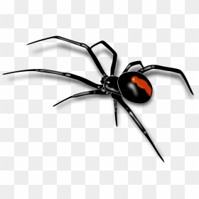Black Widow Spider Png, Transparent Png - realistic spider web png