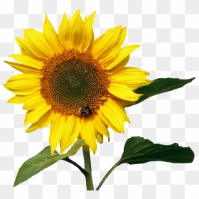 Sunflowers Pic File, HD Png Download - yellow flower png