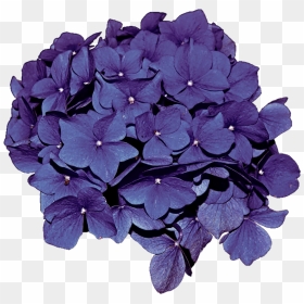 Hydrangea Transparent Clip Art - Purple Hydrangea Png, Png Download - hydrangea png