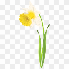 Daffodil Png Clip Art Image - Narcissus, Transparent Png - daffodil png