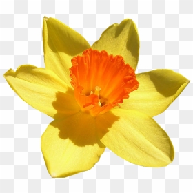 Daffodil Free Png Image - Flower Of Wales, Transparent Png - daffodil png