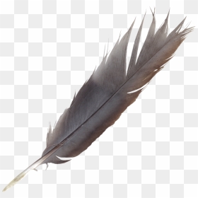 Bird Feather Quill Wing - Feather Pen Transparent Background, HD Png Download - quill png