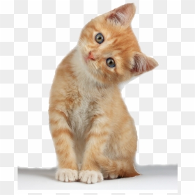 Kitten Transparent Background, HD Png Download - kittens png