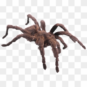 Spider Png Image Free Spider Library - Png Tarantula, Transparent Png - realistic spider web png