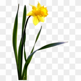 Single Daffodil Wallpaper - Daffodil Png Transparent, Png Download - daffodil png