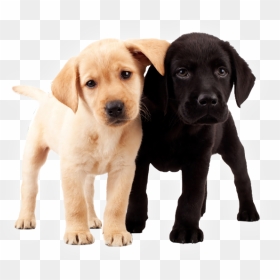 Two Puppies, - 2 Labrador Puppies, HD Png Download - puppies png