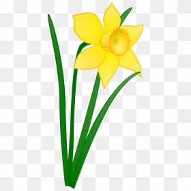 Daffodil Clip Arts - Clip Art Easter Flower, HD Png Download - daffodil png