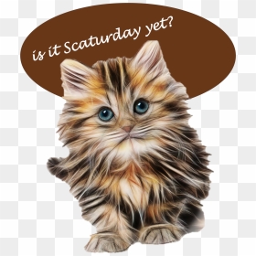 Fluffy Kittens , Png Download, Transparent Png - kittens png