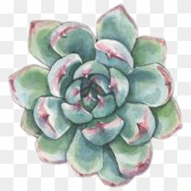 #art #watercolor #succulent #succulents #plant #plants - Watercolor Plant Transparent Png, Png Download - succulents png
