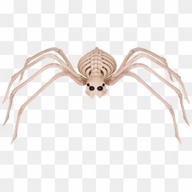 Spider Skeleton, HD Png Download - realistic spider web png