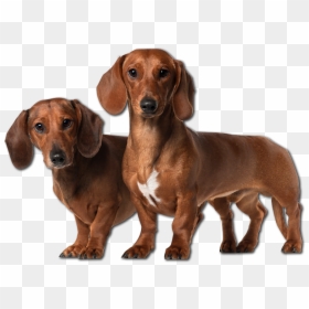 19 Puppies Transparent Dachshund Huge Freebie Download - Dog Dachshund Png, Png Download - puppies png
