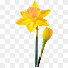Thumb Image - Daffodil Flower Png, Transparent Png - daffodil png