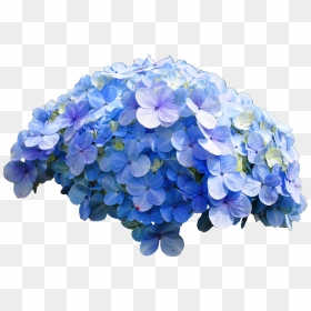 “common Hydrangea - Transparent Hydrangea Png, Png Download - hydrangea png