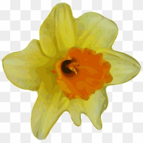 Flowers With Transparent Background Real, HD Png Download - daffodil png