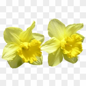 Daffodil Png Background - Påsklilja Png, Transparent Png - daffodil png