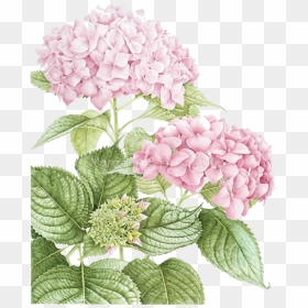 Pin By Marina On - Hydrangea In Botanical Art, HD Png Download - hydrangea png