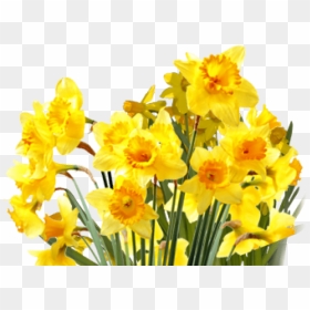 Free Png Daffodils Png Images Transparent - Daffodils Png Transparent, Png Download - daffodil png