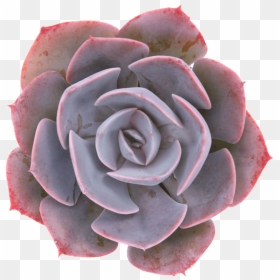 Dusty Rose Echeveria, HD Png Download - succulents png