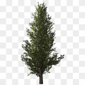 Transparent Forest Trees Png - Forest Tree Transparent Background, Png Download - forest trees png