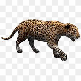 Jaguar Png, Transparent Png - jaguar png