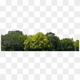 Forest Background Png Download - Transparent Background Png Images Tree, Png Download - forest trees png
