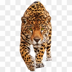 Jaguar Cars British Shorthair Bigstock Stock Photography - Cat Jaguar, HD Png Download - jaguar png